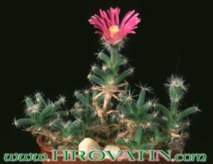 Trichodiadema densum - Dlakasti živi kamenček Trichodiadema densum - Dlakasti živi kamenček