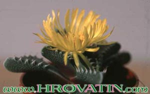 Faucaria tuberculosa - Tigrovo žrelo Faucaria tuberculosa - Tigrovo žrelo