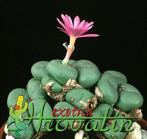 Conophytum pearsonii - Pikčasti konofitum Conophytum pearsonii - Pikčasti konofitum