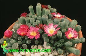 Frithia pulchra - Krasna fritija Frithia pulchra - Krasna fritija