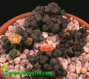 Aloinopsis schooneesii - Okrastocvetni aloinopsis Aloinopsis schooneesii - Okrastocvetni aloinopsis