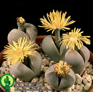 Dinteranthus wilmotianus - Drobni dinterantus Dinteranthus wilmotianus - Drobni dinterantus