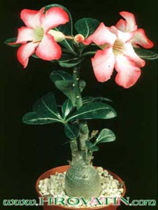 Adenium obesum - Puščavska roža Adenium obesum - Puščavska roža