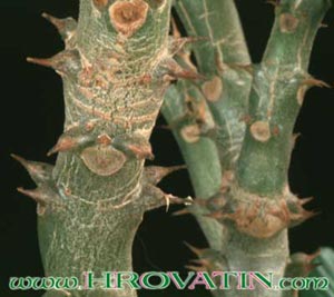 Pachypodium baronii - Baronijev pahipodijum Pachypodium baronii - Baronijev pahipodijum