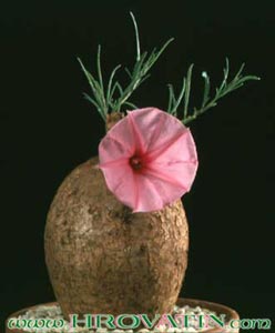 Ipomoea bolusiana - Ipomoea bolusiana -