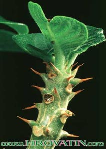Pachypodium baronii - Baronijev pahipodijum Pachypodium baronii - Baronijev pahipodijum