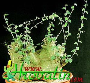 Adenia sp. - Adenia sp. -