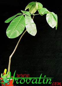 Bombax ellipticum - Bombaks Bombax ellipticum - Bombaks