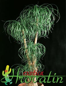 Beaucarnea recurvata - Slonova noga Beaucarnea recurvata - Slonova noga