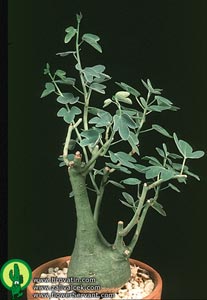 Adenia spinosa - Bodeča adenija Adenia spinosa - Bodeča adenija