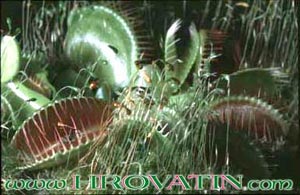 Dionaea muscipula - Muholovka Dionaea muscipula - Muholovka