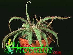Drosera adelae - Drosera adelae -