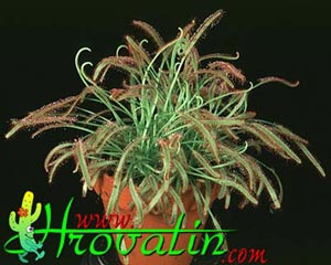 Drosera capensis - Kapska rosika Drosera capensis - Kapska rosika