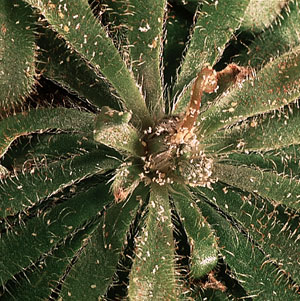 Palme