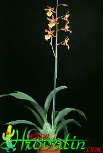 Oncidium pubes - Oncidium pubes -