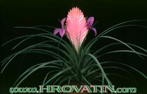 Tillandsia cyanea - Velecvetna tilancija Tillandsia cyanea - Velecvetna tilancija