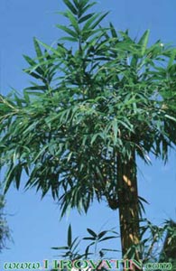 Bambusa multiplex - Bambus Bambusa multiplex - Bambus