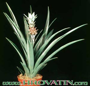 Ananas comosus - Ananas Ananas comosus - Ananas