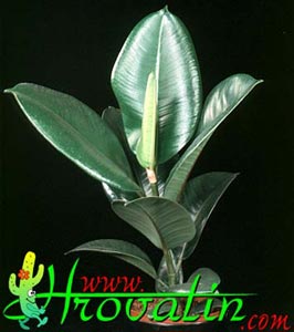 ostale listnate rastline