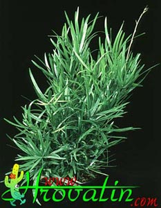 Asparagus falcatus - Špargelj, Beluš Asparagus falcatus - Špargelj, Beluš