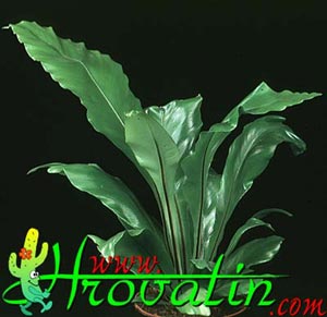 Asplenium nidus - Gnezdnati sršaj Asplenium nidus - Gnezdnati sršaj