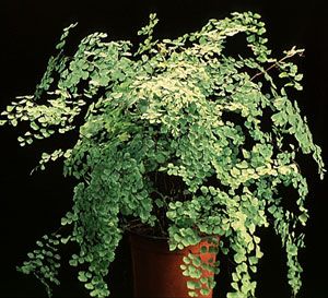 Adiantum raddianum - Venerini laski Adiantum raddianum - Venerini laski