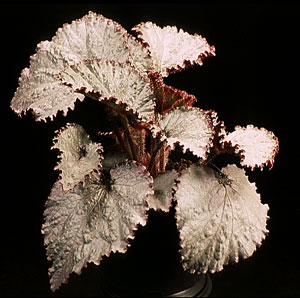Begonia rex - hybrid - Kraljeva begonija - križanci Begonia rex - hybrid - Kraljeva begonija - križanci