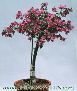 Bougainvillea glabra - Gola bugenvileja Bougainvillea glabra - Gola bugenvileja