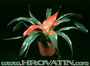 Neoregelia carolina - Karolinska neoregelija Neoregelia carolina - Karolinska neoregelija