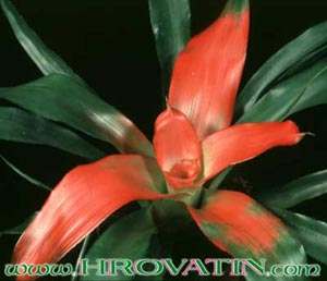 Bromelije