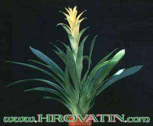 Guzmania hybrid - Hibridne guzmanije Guzmania hybrid - Hibridne guzmanije