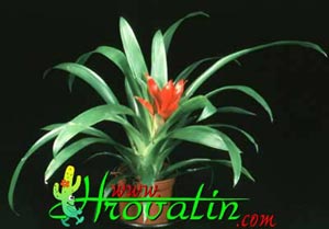 Guzmania minor Guzmania minor