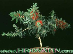 Callistemon splendens - Metličnik Callistemon splendens - Metličnik