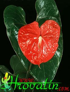 Anthurium andreanum - Flamingovec Anthurium andreanum - Flamingovec