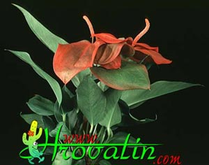 Anthurium scherzerianum - Mali flamingovec Anthurium scherzerianum - Mali flamingovec