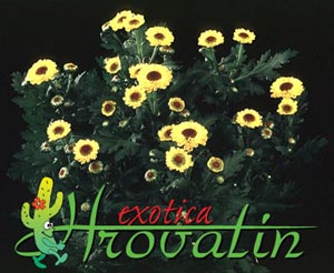 Chrysanthemum indicum vymini - Drobnocvetna krizantema Chrysanthemum indicum vymini - Drobnocvetna krizantema