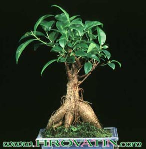 Ficus retusa - Fikus Ficus retusa - Fikus