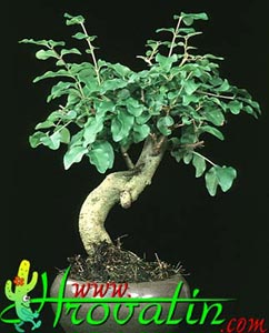 Bonsaji