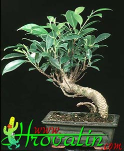 Ficus microcarpa 'Kimmen' - Ficus microcarpa 'Kimmen' -