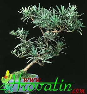 Podocarpus - Podocarpus -