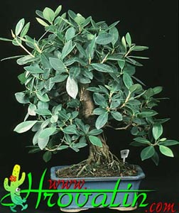 Ficus nitida - Ficus nitida -