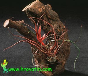 Tillandsia bulbosa - Čebulasta tilancija Tillandsia bulbosa - Čebulasta tilancija