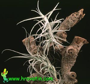Tillandsia paleacea - Tillandsia paleacea -