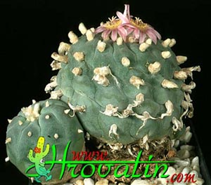 Lophophora williamsii v. pluricostata - Omamni kaktus - pejotl Lophophora williamsii v. pluricostata - Omamni kaktus - pejotl