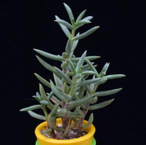 Crassula macowaniana - Crassula macowaniana -