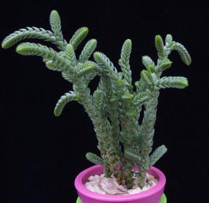 Crassula muscosa - Lisičji repek Crassula muscosa - Lisičji repek