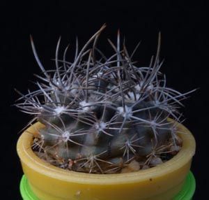 Eriosyce bulbocalyx - Eriosyce bulbocalyx -