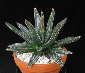 Agave victoriae reginae - Agava kraljice Viktorije Agave victoriae reginae - Agava kraljice Viktorije