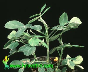 Arachis hypogea - Zemeljski orešek, Arašid Arachis hypogea - Zemeljski orešek, Arašid