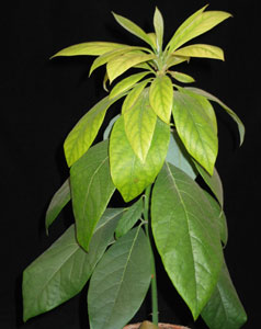 Avocado persea americana - Avokado Avocado persea americana - Avokado